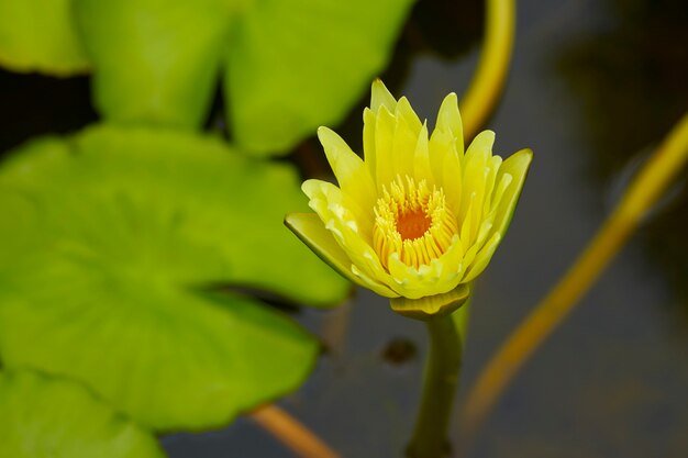 Lirio de agua que florece al aire libre