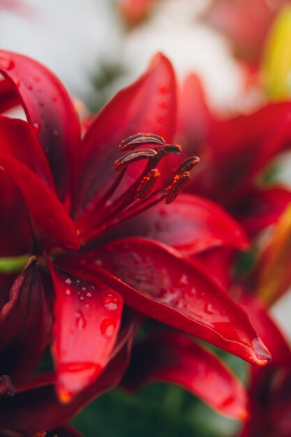 Lirio de agua roja con lluvia cae sobre las hojas