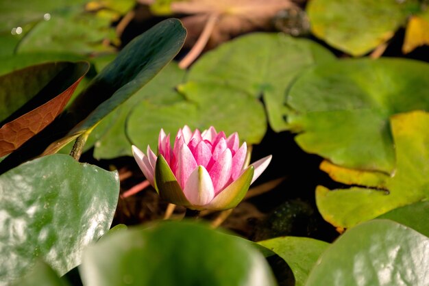 Lirio de agua rosa floreciente flotando en el agua del lago entre hojas verdes