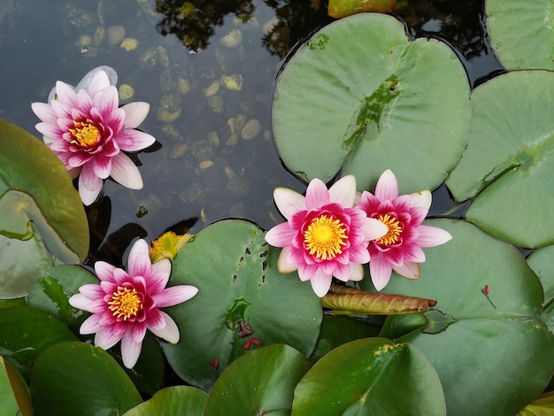 Foto lirio de agua rosado en el lago