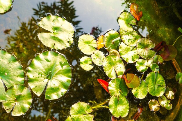 lirio de agua sale de