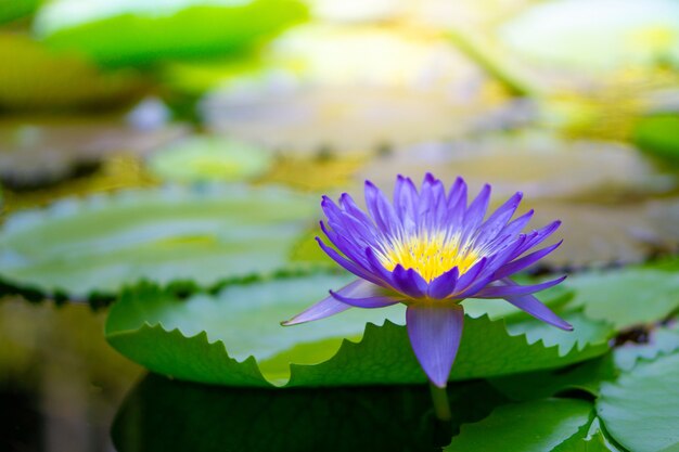 Lirio de agua tailandés violeta o flor de loto