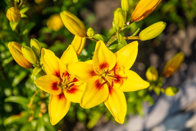 Lírio amarelo em um colorido no jardim