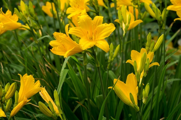 Lirio amarillo en el jardin