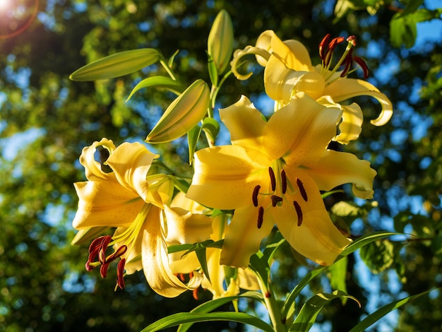 El lirio amarillo Lilium es un género de plantas de la familia Liliaceae