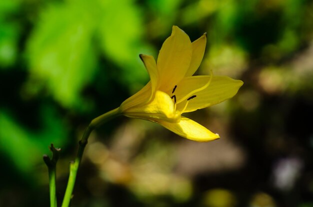 Lirio amarillo en un macizo de flores en el jardín