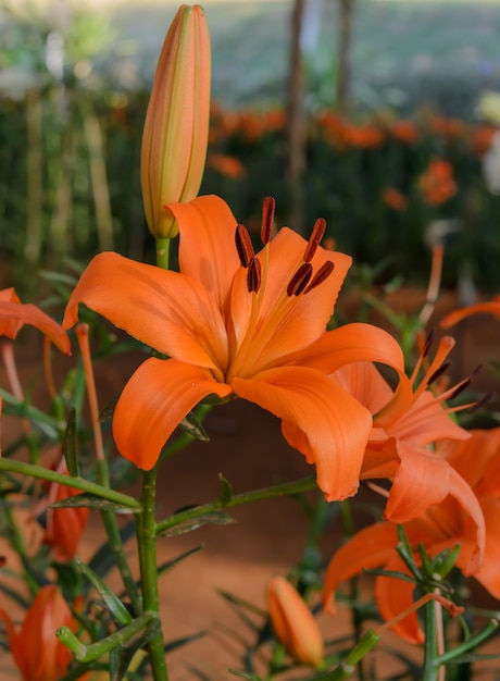 Lirio anaranjado en flor