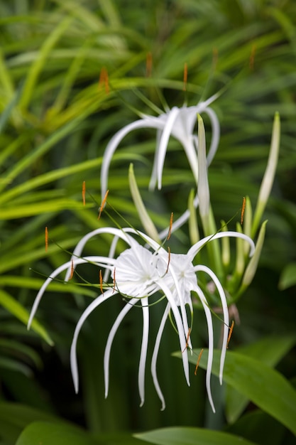 Lírio-aranha (Amaryllidaceae)