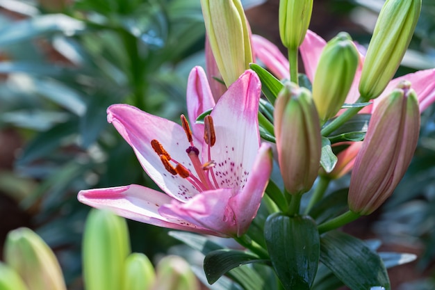 Lirio asiático o flor de lirios asiáticos en el jardín en un día soleado de verano o primavera.