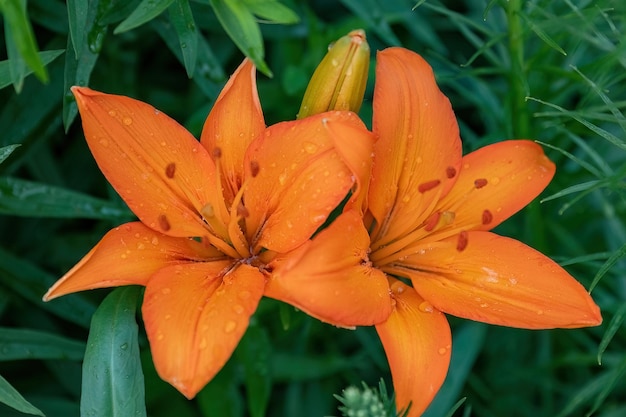 Lírio asiático ou flor de laranjeira lilium bulbiferum no projeto do jardim