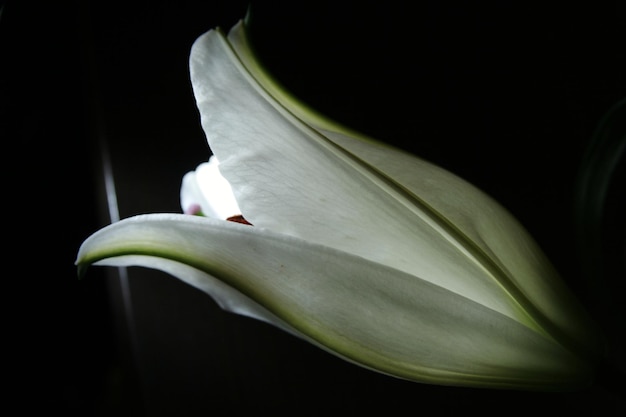 Foto lirio blanco en flor contra un fondo negro