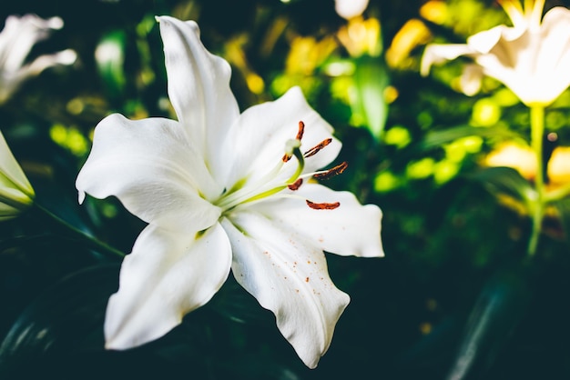 Un lirio blanco con la palabra lirio en él