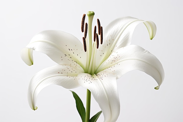 Un lirio blanco con un tallo verde y la palabra lirio en él.