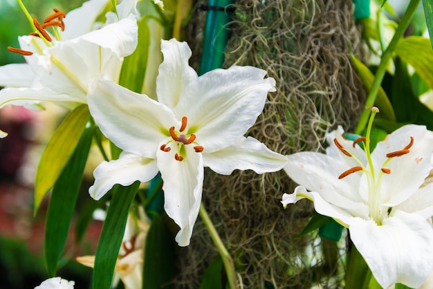 Lírio branco no jardim