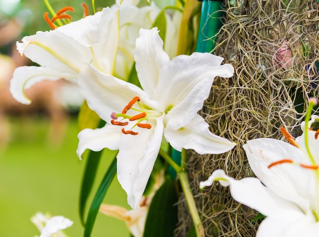 Lírio branco no jardim