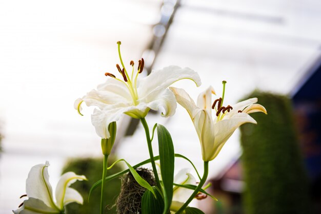 Lírio branco no jardim