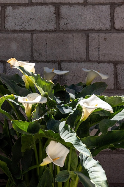 Lirio de cala blanco en el jardín en un día soleado