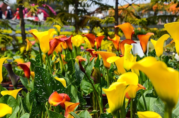 Foto lirio de cala zantedeschia aethiopica