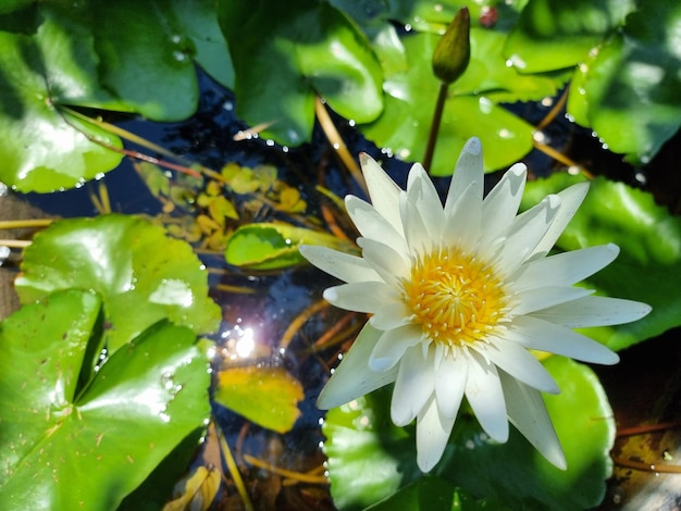 Lírio d'água branco ou flor de lótus com folha verde no lago