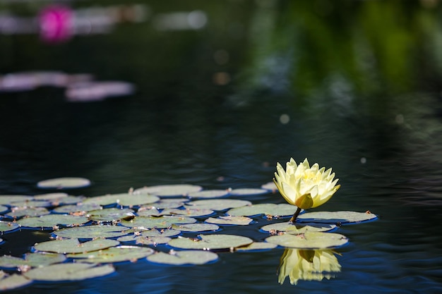 Lírio d'água florescendo em um pequeno lago.