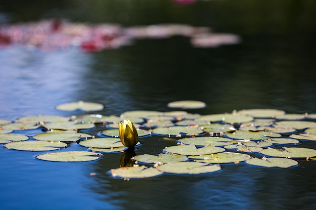 Lírio d'água florescendo em um pequeno lago.