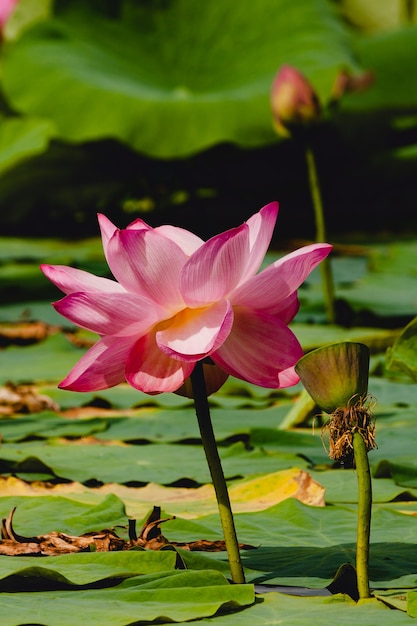 Lírio d'água florescendo no lago do jardim no outono. é cercada por folhas verdes de água.