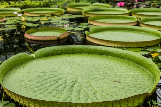 Lírio d'água gigante da Amazônia na lagoa