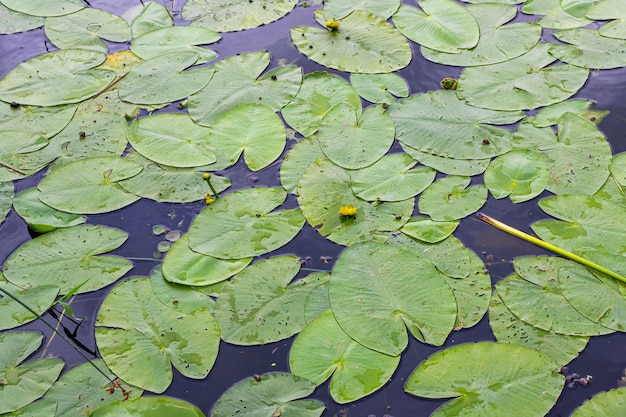 Lírio d'água na lagoa