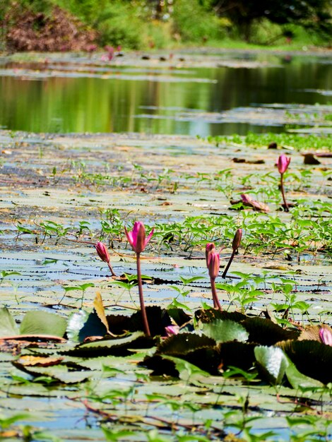 Foto lírio d'água no lago