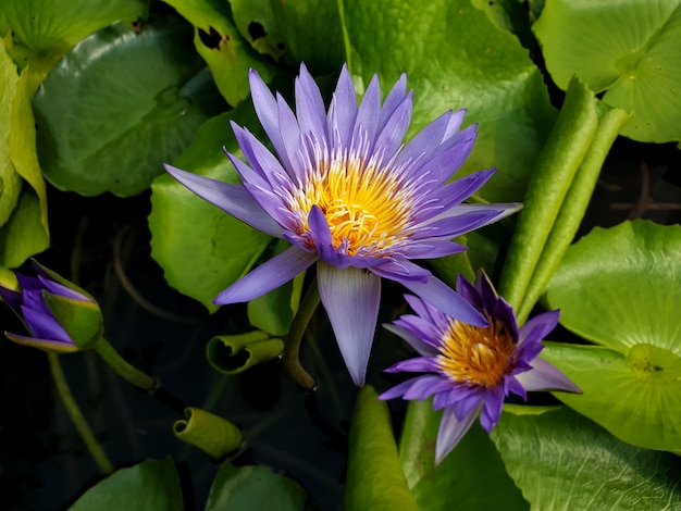 Lírio d'água roxo ou Flor de Lótus com folha verde na lagoa