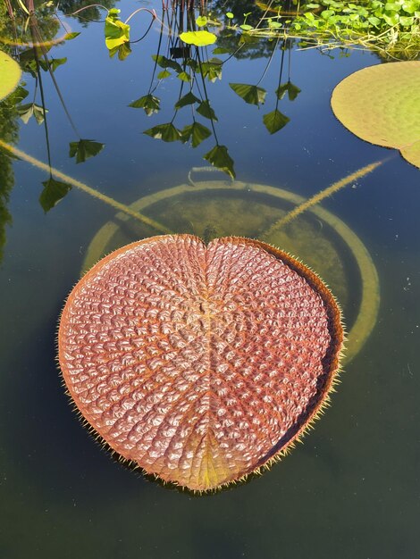 Foto lírio d'água tropical