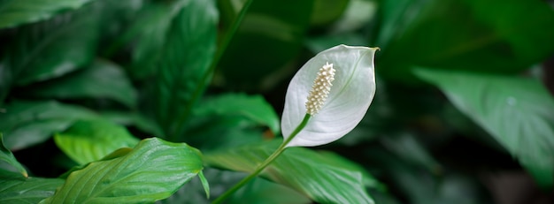 Lírio da paz (spathiphyllum) com folhas verdes florescendo