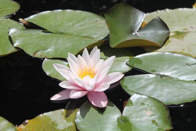 Lírio de água de lótus em uma lagoa em um parque em Sintra, Portugal