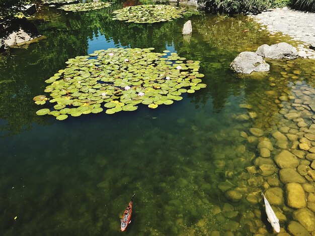 Foto lírio de água de lótus na lagoa