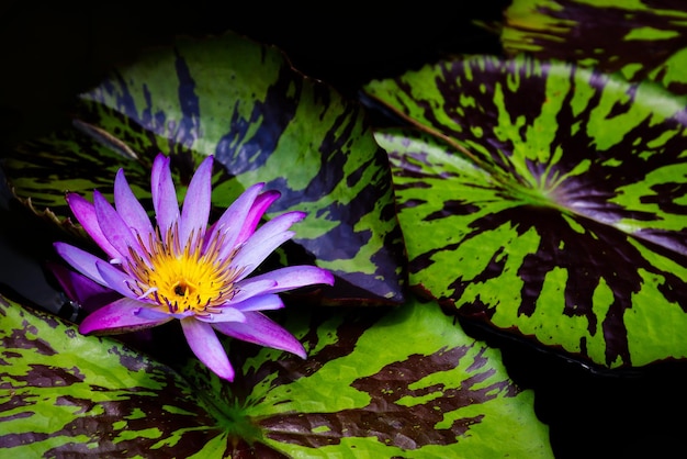 Lírio de água de lótus roxo florescendo na superfície da água