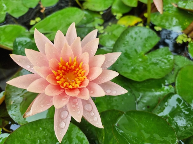 Lírio de água laranja ou flor de lótus com folha verde na lagoa