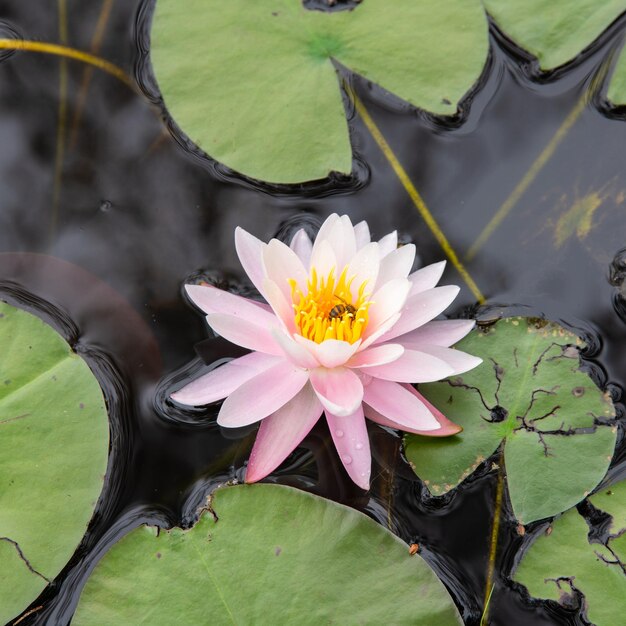 Foto lírio de água rosa e amarelo ao lado de lírios em uma lagoa