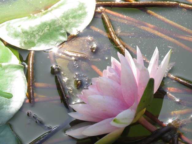Lírio de água rosa florescendo na lagoa em um dia ensolarado