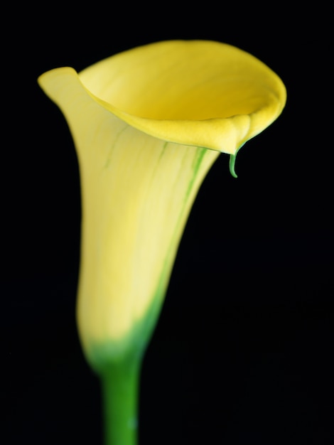 Lírio de calla amarelo, isolado no fundo preto