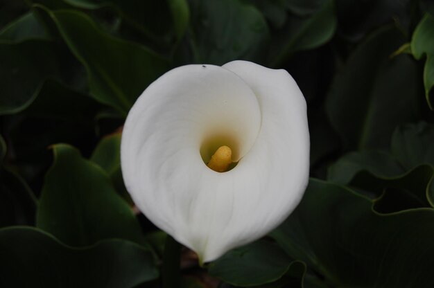 Foto lírio-de-calla-branco