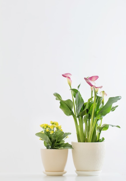 Lírio de calla rosa e kalanchoe amarela em vaso de flores sobre fundo branco