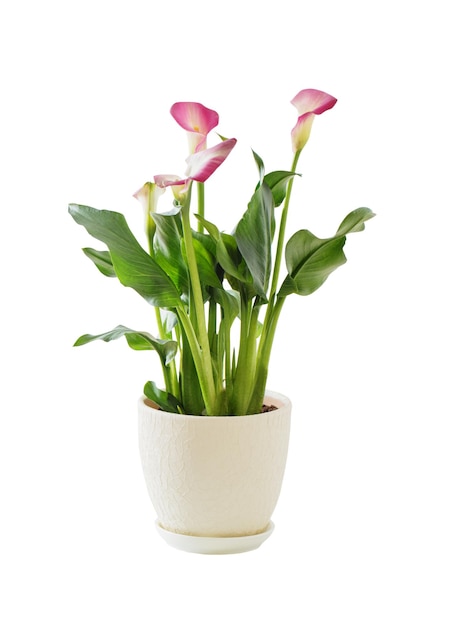 Lírio de calla rosa em vaso de flores isolado no fundo branco