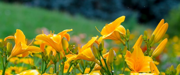 Lírio de dia amarelo ou Hemerocallis