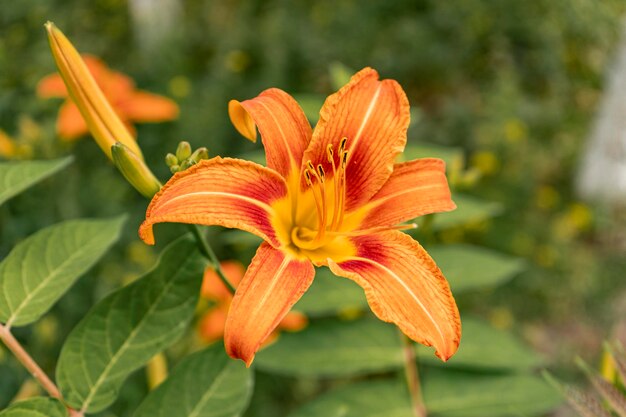 Lírio de dia laranja de cima