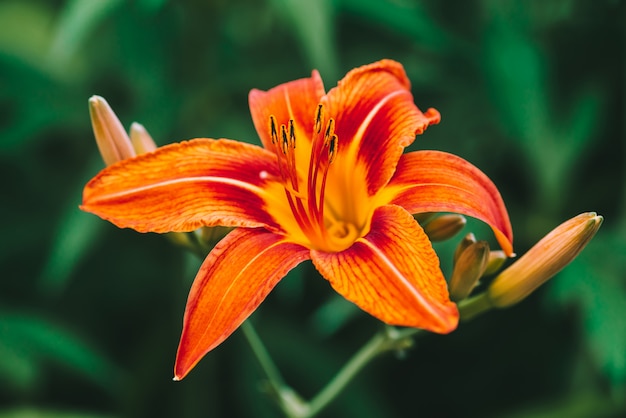 Lírio de florescência alaranjado vermelho bonito na macro