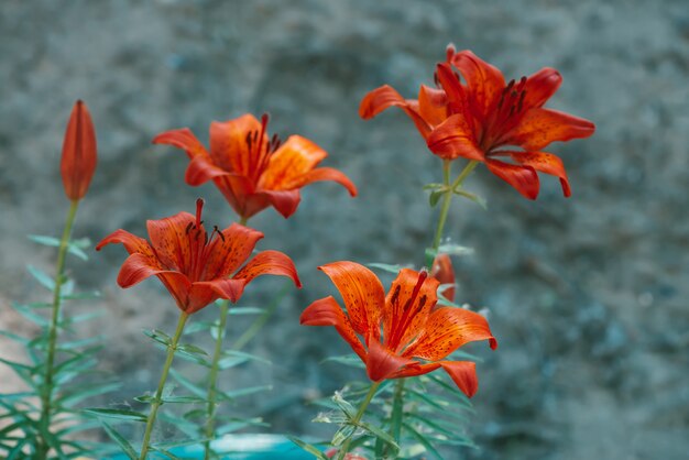 Lírio de florescência vermelho bonito no macro