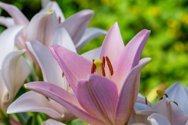 Lírio de jardim com pétalas brancas e rosa na fotografia de close-up de verão