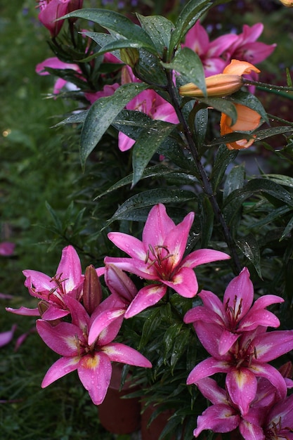 Lírio de jardim de cor rosa brilhante no verão.