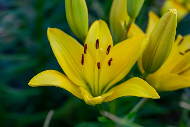 Lírio de jardim florescendo com pétalas amarelas em uma macrofotografia de luz do sol de verão