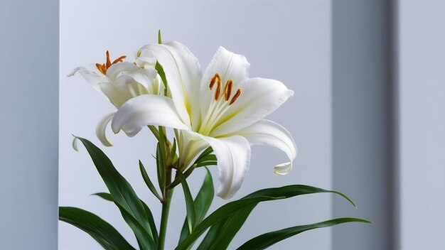 Foto lírio de páscoa lilium longiflorum